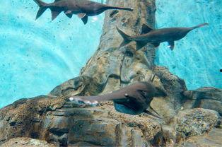 爆料小丑鱼视频大全,海量视频带你领略海洋奇观