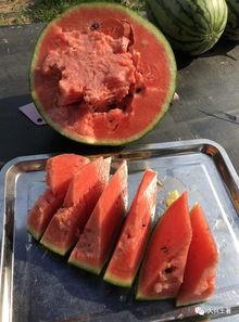 近一周吃瓜事件网红,网红事件盘点与幕后揭秘