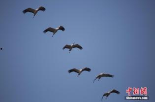 侯鸟在线观看,探寻自然奇观之旅