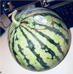 海南网红吃瓜,一瓜激起千层浪